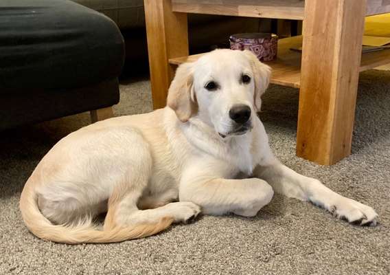 Wo sind die Golden Retriever Liebhaber?-Beitrag-Bild