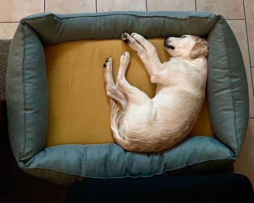 Hund nachts nicht mehr in verschlossener Box?-Beitrag-Bild