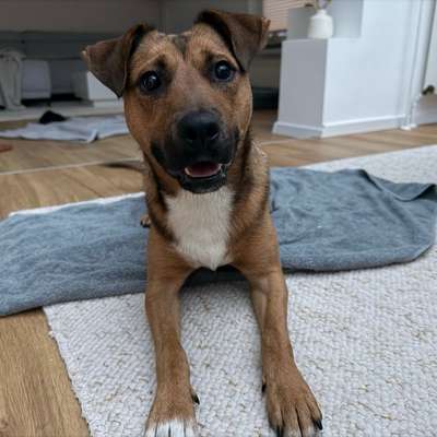 Hundetreffen-Social Walk oder Trainingspartner