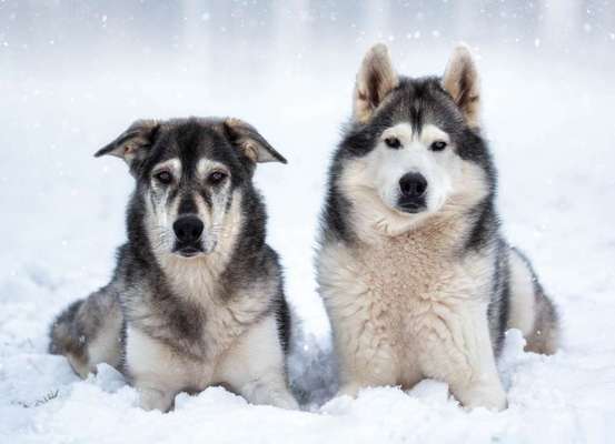 Dogorama Photo Challenge - Winterstimmung-Beitrag-Bild