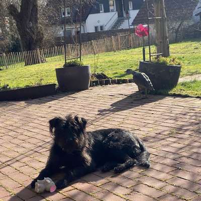 Hundetreffen-Gassirunde-Profilbild