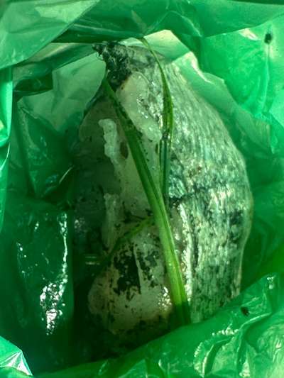 Giftköder-Große Stücke roher Fisch im hohen Gras-Bild
