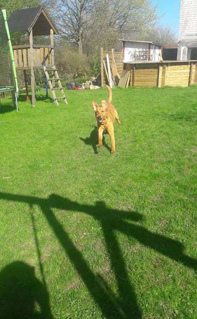 Die Dogorama Wochen Challenge-Beitrag-Bild