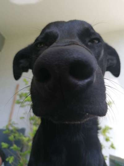 Zeige das lustigste Bild eures Hundis-Beitrag-Bild