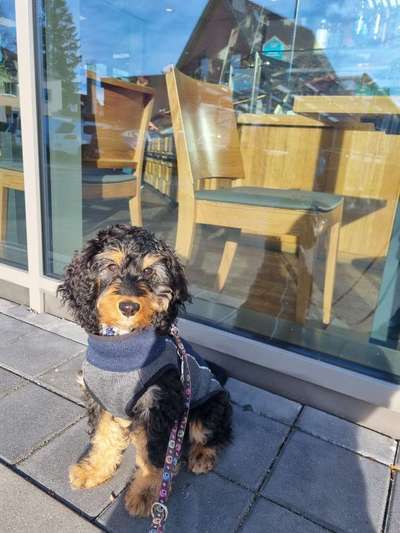 Cockerpoo (Englischer Cockerspaniel +Pudel)-Beitrag-Bild