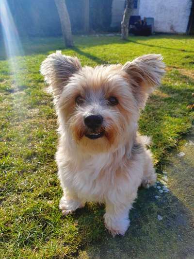 Dogorama Photo Challenge - Hundeblick zum hinschmelzen-Beitrag-Bild