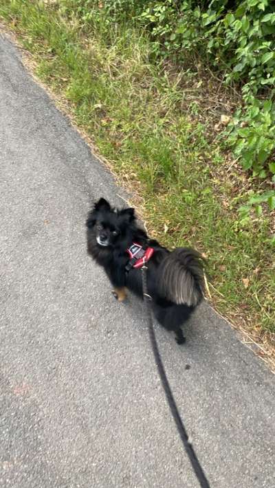 Hundetreffen-Gassikumpels & Kumpelinen gesucht-Bild