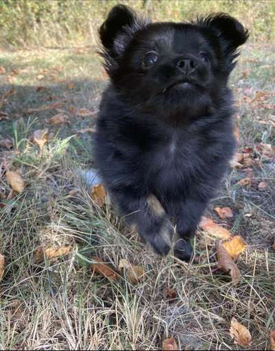 Welpen Bilder !-Beitrag-Bild