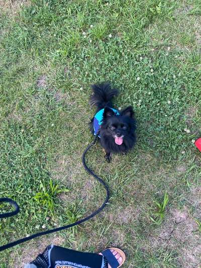 Unsere Fellnasen-Vielfalt im Überblick!-Beitrag-Bild