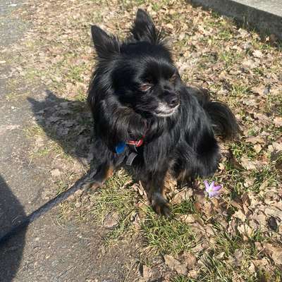 Hundetreffen-Gassikumpels & Kumpelinen gesucht-Bild