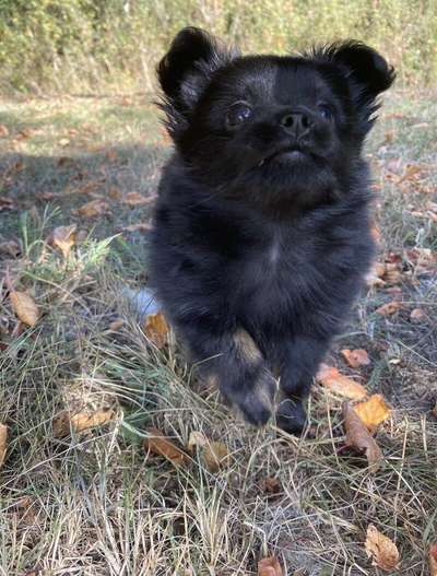 Wie kamst du zu deinem Hund?-Beitrag-Bild