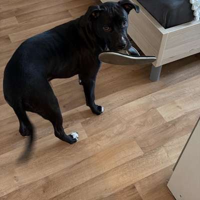 Hundetreffen-6 Monate alter Kleiner Bulldozer 😂-Bild