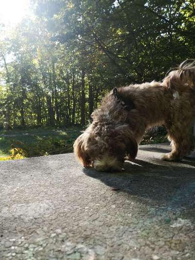 Hundetreffen-Hundebegegnungen für ängstliche Hündin-Bild