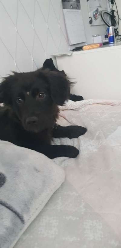 Als Welpen sind sie alle noch süßer-Beitrag-Bild