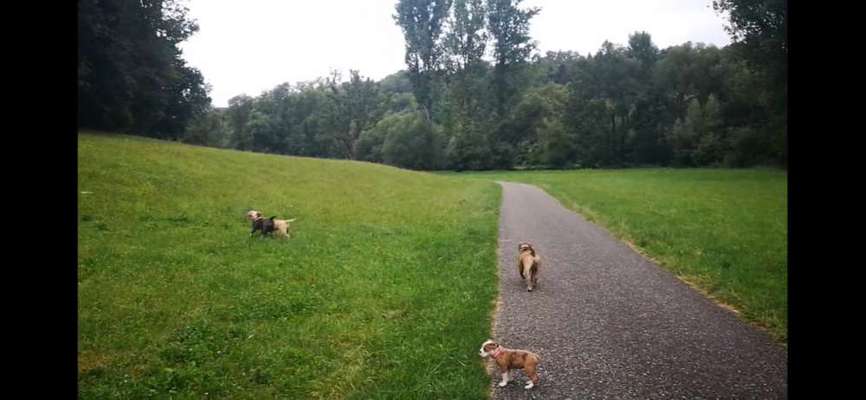 Hundeauslaufgebiet-Radweg zwischen Eisingen und Stein-Bild