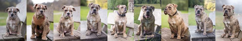 Welpen Bilder !-Beitrag-Bild