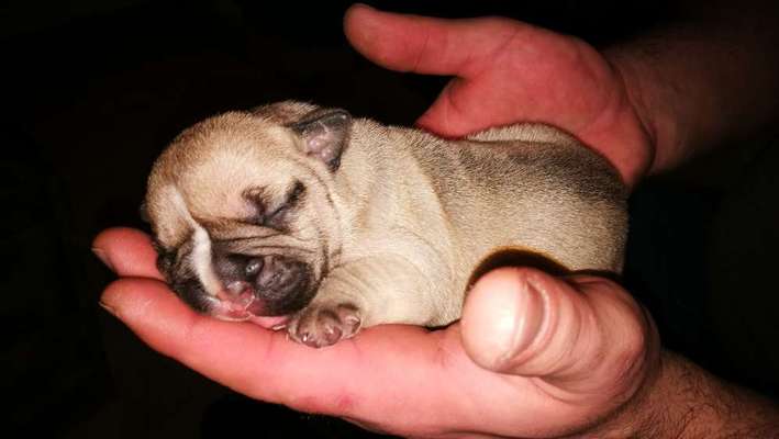 Als Welpen sind sie alle noch süßer-Beitrag-Bild