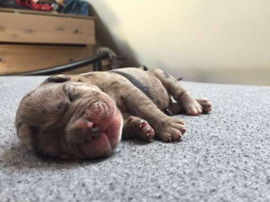 Als Welpen sind sie alle noch süßer-Beitrag-Bild