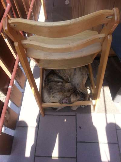 Zeige das lustigste Bild eures Hundis-Beitrag-Bild