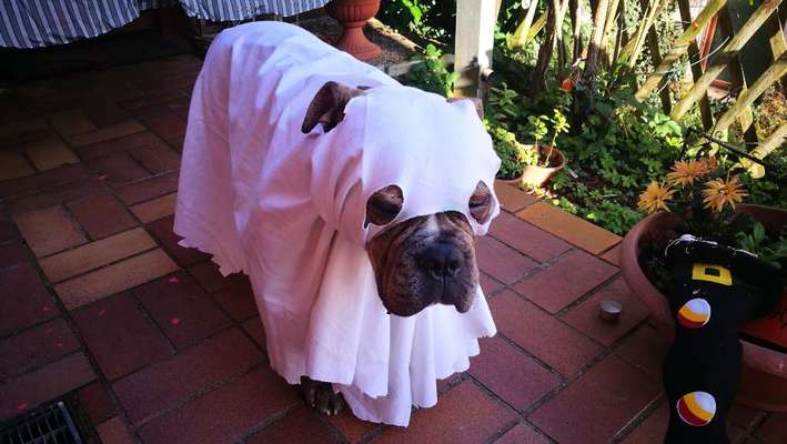 Zeige das lustigste Bild eures Hundis-Beitrag-Bild