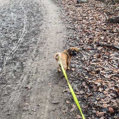 Hundetreffen-Gassi- oder Spielrunden mit Cooper-Bild