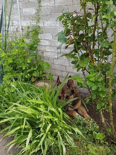 Die Dogorama Monats Challenge "Es grünt und blüht"-Beitrag-Bild