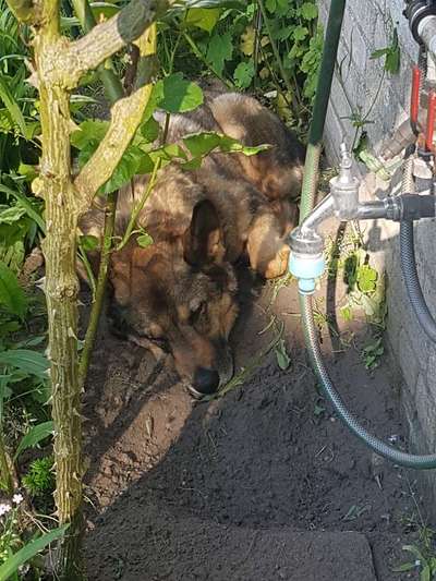 Zeigt mir eure Schäferhund Mischlinge :-)-Beitrag-Bild