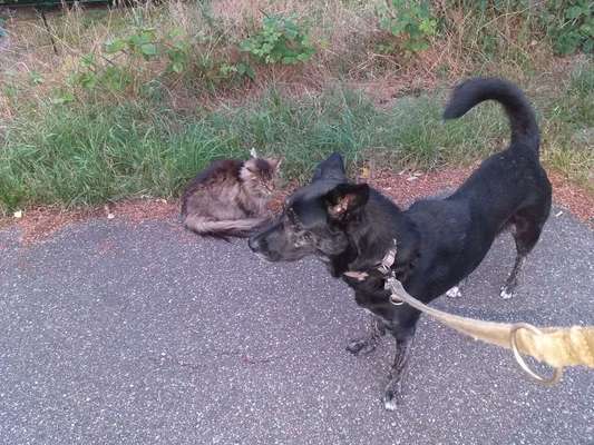 Dein Hund im Dogorama-Kalender 2021-Beitrag-Bild