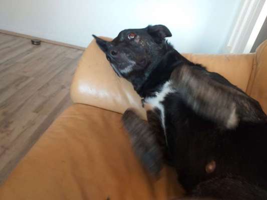 Dein Hund im Dogorama-Kalender 2021-Beitrag-Bild