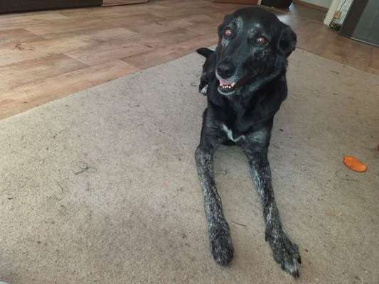 Dein Hund im Dogorama-Kalender 2021-Beitrag-Bild