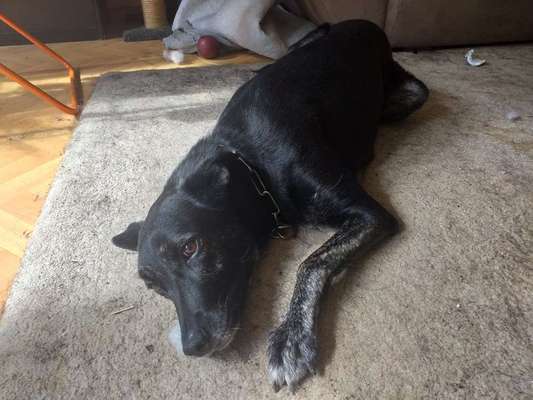 Dein Hund im Dogorama-Kalender 2021-Beitrag-Bild