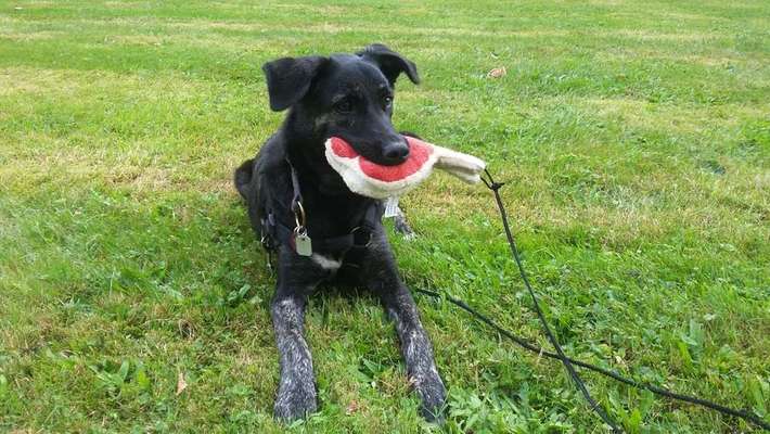 Dein Hund im Dogorama-Kalender 2021-Beitrag-Bild