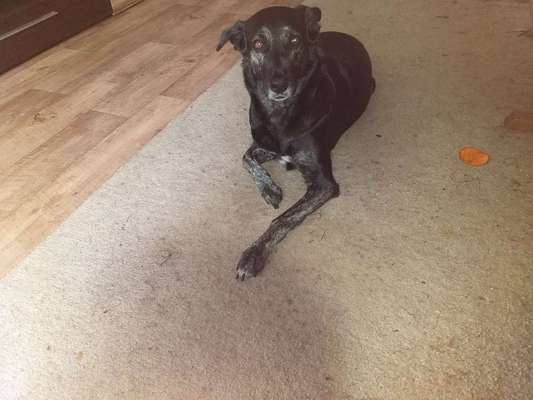 Dein Hund im Dogorama-Kalender 2021-Beitrag-Bild