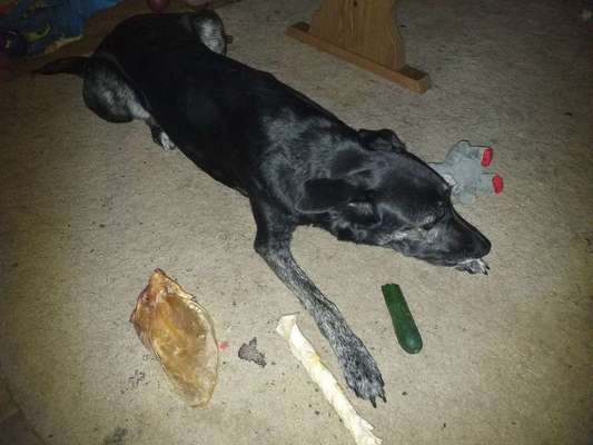 Dein Hund im Dogorama-Kalender 2021-Beitrag-Bild