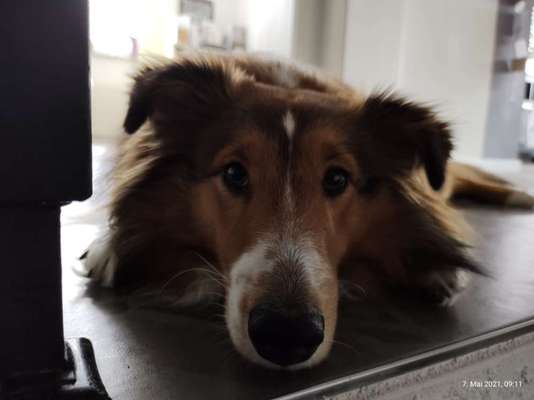 Shelties-Beitrag-Bild