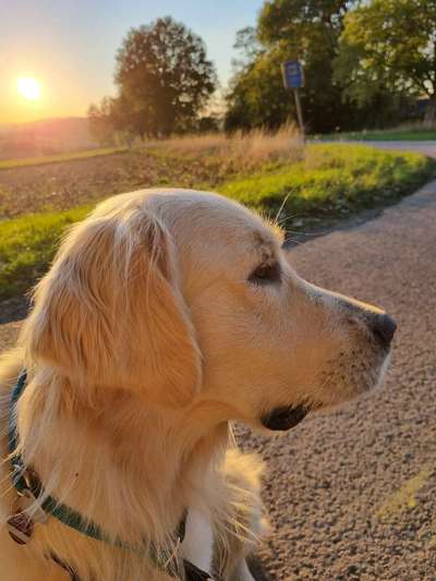 Wo sind die Golden Retriever Liebhaber?-Beitrag-Bild