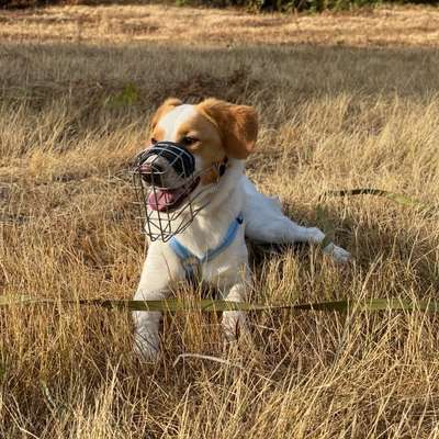 Hundetreffen-social walks ohne Kontakt-Bild