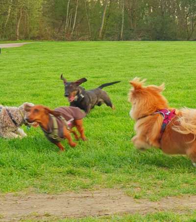 Hundetreffen-Zwergentreff - Zwergdackel sucht Spielfreunde-Bild