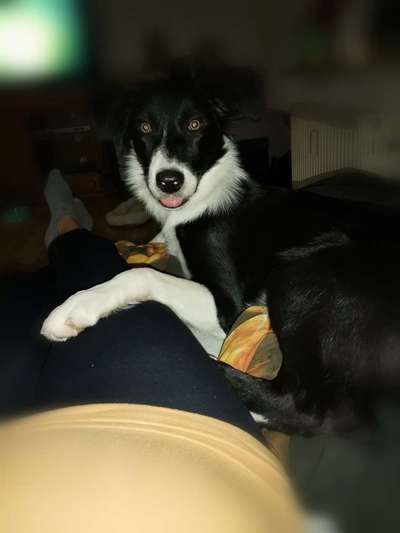 Zeigt mal eure border Collies :)-Beitrag-Bild