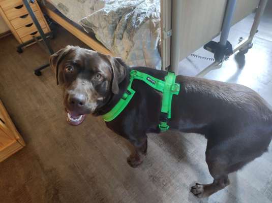 Hundetreffen-Hundeaktivitäten gemeinsam machen doch viel mehr Spaß-Bild