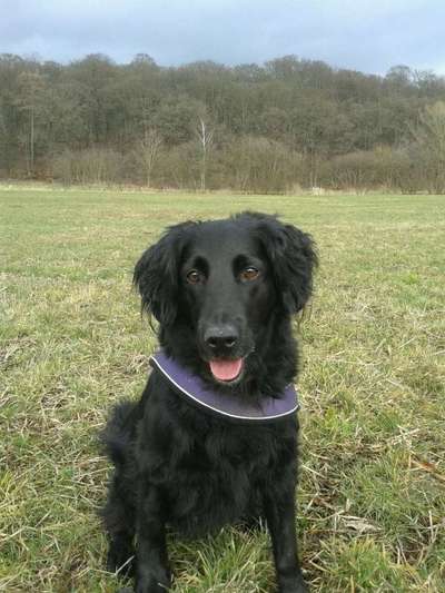 Seltene Rassen!-Beitrag-Bild