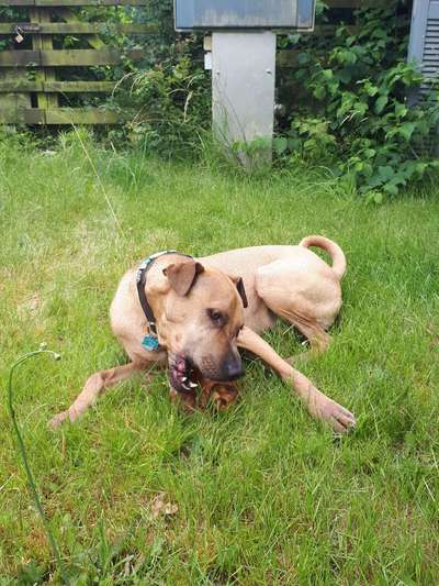 Die Dogorama Kalender Challenge 4/4-Beitrag-Bild