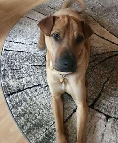 Seltene Rassen!-Beitrag-Bild