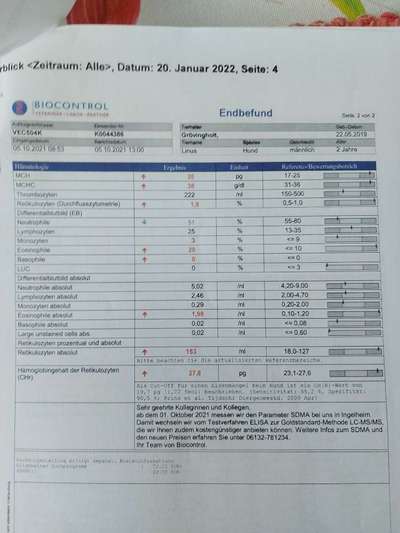 Chronische gastritis durch IGOR o. IBD-Beitrag-Bild