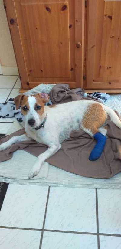 Beinbruch beim Welpen-Beitrag-Bild