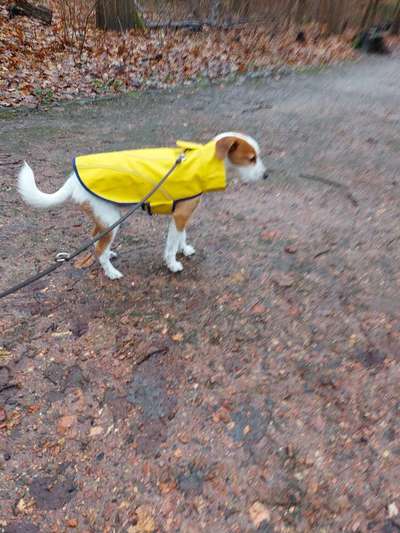 Indoor Aktivitäten für Menschen und Hunde-Beitrag-Bild