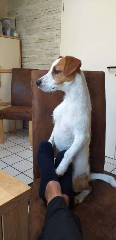 Wenn dein Hund vergisst was er ist...-Beitrag-Bild