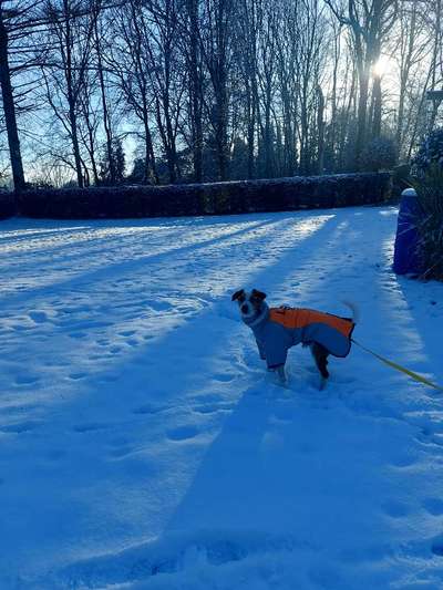 Hundesachen von Temu-Beitrag-Bild