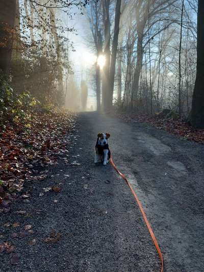 Hundeauslaufgebiet-Südpark Höntrop-Bild