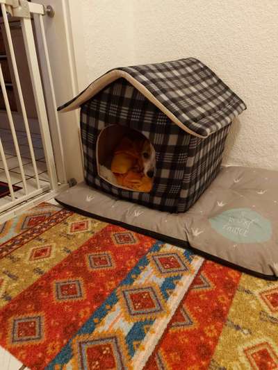 Geschlossene Hundebox immer Tierschutzwiedrig?-Beitrag-Bild